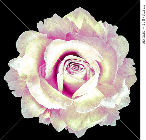 Rose flower on black isolated background with clipping path. Closeup. For design. Nature. Rose flower on black isolated background with clipping path. Closeup. For design. Nature. 138781211