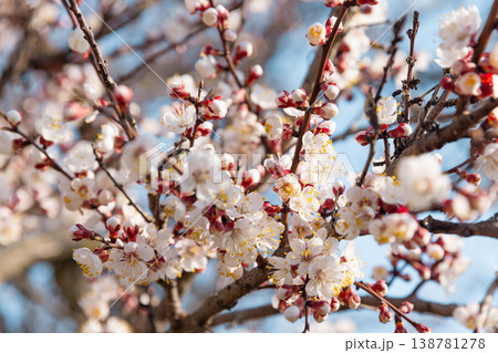 Full bloom white and pink color almond tree blossom blooming during springtime in orchard Full bloom white and pink color almond tree blossom blooming during springtime in orchard 138781278