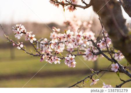 Full bloom white and pink color almond tree blossom blooming during springtime in orchard Full bloom white and pink color almond tree blossom blooming during springtime in orchard 138781279