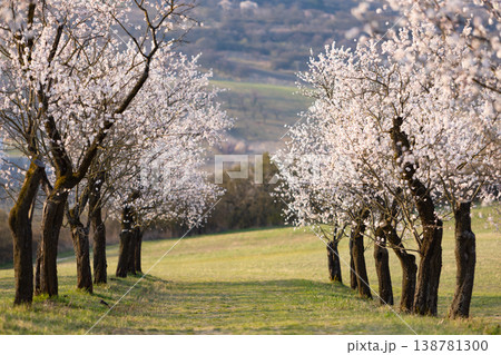 Full bloom white and pink color almond tree blossom blooming during springtime in orchard Full bloom white and pink color almond tree blossom blooming during springtime in orchard 138781300