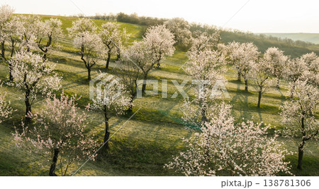 Aerial view of full bloom white and pink color almond trees blossom blooming during springtime in orchard Aerial view of full bloom white and pink color almond trees blossom blooming during springtime in orchard 138781306