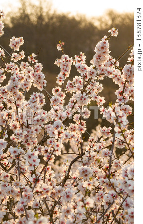 Full bloom white and pink color almond tree blossom blooming during springtime in orchard 138781324