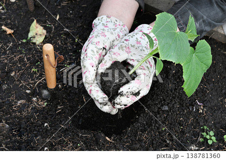 Female hands in gardening gloves hold cucumber seedlings before planting in the soil, space for text Female hands in gardening gloves hold cucumber seedlings before planting in the soil, space for text 138781360