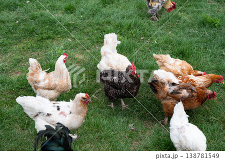 Group of chicken on a farmyard in a village. Reds and gray chickens walking in paddock Hens looking for grains while walking in paddock on farm. 138781549