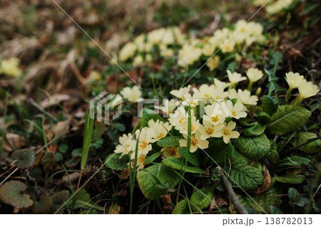 Yellow primrose flowers growing among forest leaves and grass near tree stump. Early spring wildflowers representing seasonal renewal nature awakening and botanical beauty Yellow primrose flowers growing among forest leaves and grass near tree stump. Early spring wildflowers representing seasonal renewal nature awakening and botanical beauty 138782013