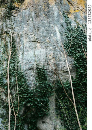 Rock cliff covered with ivy plants and small trees in forest landscape. Natural stone wall texture showing wild vegetation growth and concept of nature reclaiming rock surface 138782020