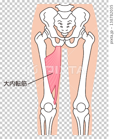 Adductor magnus muscle; adductor muscles; thigh muscles 138782035
