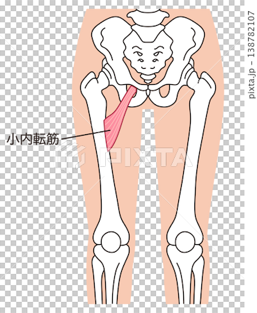Adductor minimus muscle; adductor muscle group; thigh muscle Adductor minimus muscle; adductor muscle group; thigh muscle 138782107