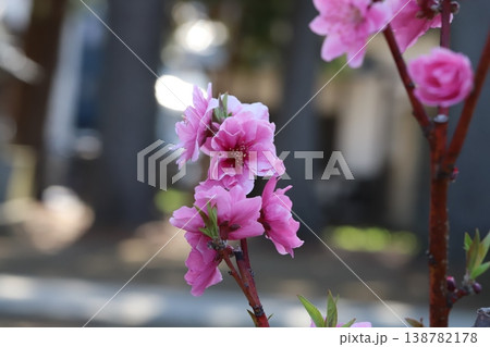 春の公園に咲くピンク色で八重咲きのハナモモ（矢口桃）の花 138782178