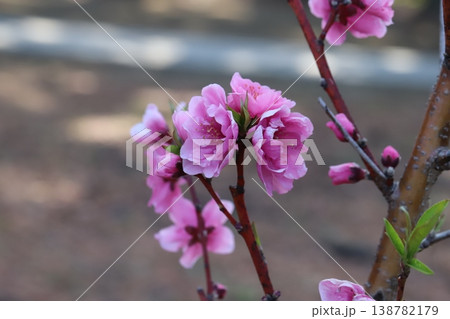 春の公園に咲くピンク色で八重咲きのハナモモ（矢口桃）の花 138782179