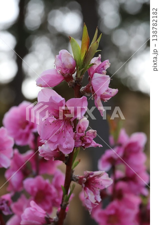 春の公園に咲くピンク色で八重咲きのハナモモ（矢口桃）の花 138782182