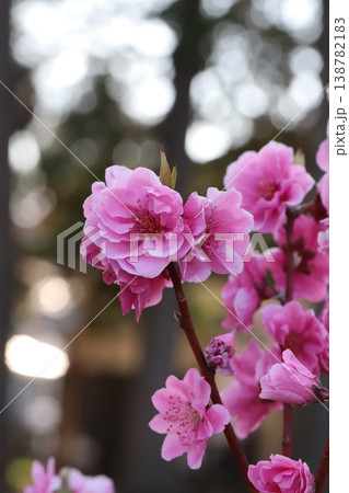 春の公園に咲くピンク色で八重咲きのハナモモ（矢口桃）の花 138782183