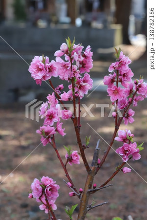 春の公園に咲くピンク色で八重咲きのハナモモ（矢口桃）の花 138782186
