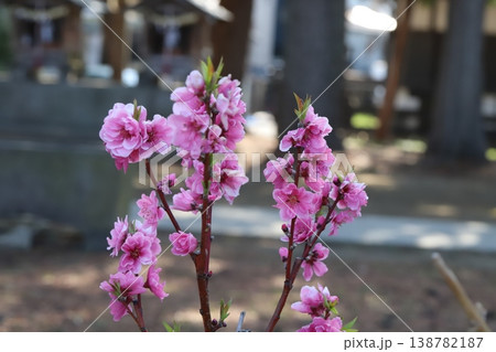 春の公園に咲くピンク色で八重咲きのハナモモ（矢口桃）の花 138782187