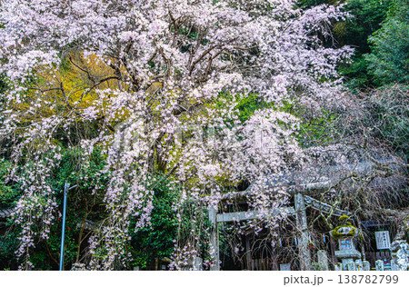 京都、大豊神社の桜 京都、大豊神社の桜 138782799