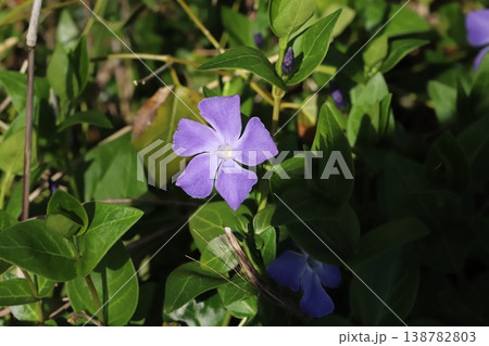 春の庭に咲く薄紫色のツルニチニチソウの花 春の庭に咲く薄紫色のツルニチニチソウの花 138782803