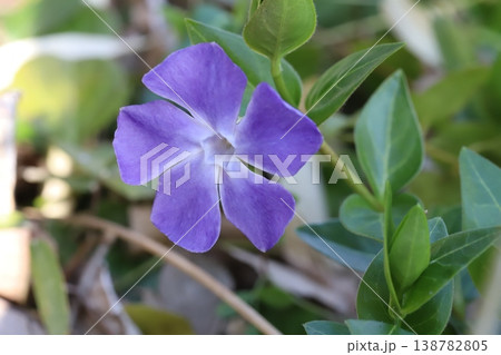 春の庭に咲く薄紫色のツルニチニチソウの花 138782805