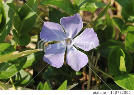 春の庭に咲く薄紫色のツルニチニチソウの花 春の庭に咲く薄紫色のツルニチニチソウの花 138782806