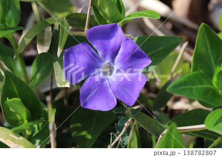 春の庭に咲く薄紫色のツルニチニチソウの花 春の庭に咲く薄紫色のツルニチニチソウの花 138782807