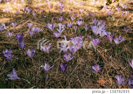Small purple crocus flowers growing on dry forest grass in Divcibare Serbia. Natural spring ground texture representing botanical growth and seasonal landscape Small purple crocus flowers growing on dry forest grass in Divcibare Serbia. Natural spring ground texture representing botanical growth and seasonal landscape 138782935