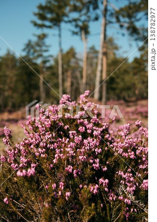 Blooming winter heath flowers Erica carnea covering a mountain meadow in Divcibare Serbia. Pink alpine heath plants growing in wild Balkan spring forest landscape Blooming winter heath flowers Erica carnea covering a mountain meadow in Divcibare Serbia. Pink alpine heath plants growing in wild Balkan spring forest landscape 138782977