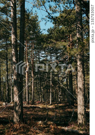 Tall pine trees growing in a natural forest landscape in Divcibare Serbia. Scenic Balkan woodland environment representing wilderness, ecology, travel and outdoor recreation 138783007