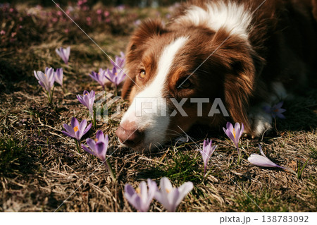 Australian shepherd dog exploring purple crocus flowers on forest ground in Divcibare Serbia. Spring nature scene representing curiosity, pet behavior and outdoor exploration Australian shepherd dog exploring purple crocus flowers on forest ground in Divcibare Serbia. Spring nature scene representing curiosity, pet behavior and outdoor exploration 138783092