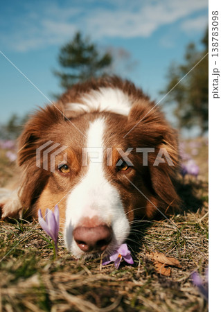 Australian shepherd dog lying on forest ground surrounded by purple crocus flowers in Divcibare Serbia. Close nature portrait representing pet companionship and peaceful outdoor lifestyle Australian shepherd dog lying on forest ground surrounded by purple crocus flowers in Divcibare Serbia. Close nature portrait representing pet companionship and peaceful outdoor lifestyle 138783098