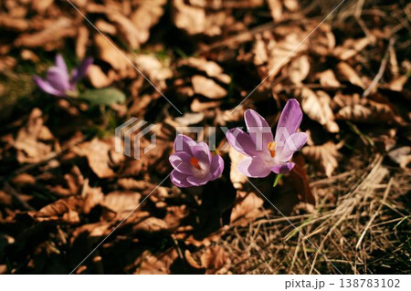 Wild crocus flowers growing through dry forest leaves in Divcibare Serbia. Early spring woodland flora illuminated by warm sunlight in a natural Balkan forest Wild crocus flowers growing through dry forest leaves in Divcibare Serbia. Early spring woodland flora illuminated by warm sunlight in a natural Balkan forest 138783102
