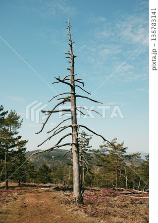 Tall dead pine tree standing on a mountain trail surrounded by blooming heath Erica carnea in Divcibare Serbia. Scenic Balkan wilderness landscape Tall dead pine tree standing on a mountain trail surrounded by blooming heath Erica carnea in Divcibare Serbia. Scenic Balkan wilderness landscape 138783141
