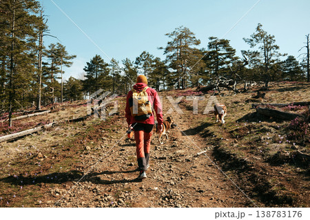 Hiker walking with german and australian shepherd dogs on a mountain trail in Divcibare Serbia surrounded by pine forest and blooming crocus flowers. Outdoor adventure and pet travel concept 138783176