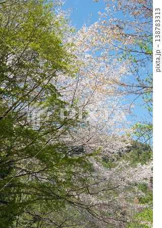 新緑と山桜が彩る春の山の風景 138783313