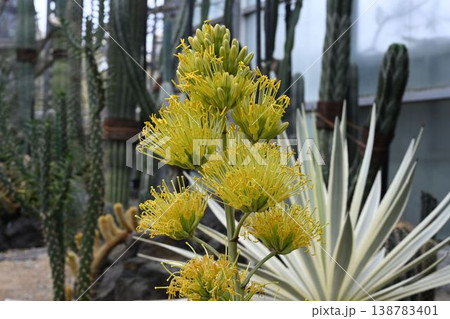 メキシコ原産の数十年に一度しか咲かない花径に黄緑色の花の花径を段状につけた綺麗なアガベ メキシコ原産の数十年に一度しか咲かない花径に黄緑色の花の花径を段状につけた綺麗なアガベ 138783401