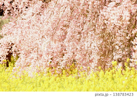 満開の枝垂れ桜と菜の花 満開の枝垂れ桜と菜の花 138783423