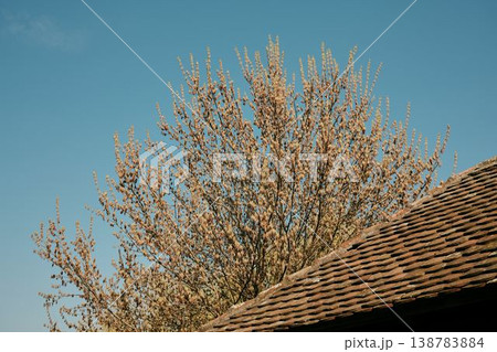 Spring tree branches covered with blossoms rising above traditional clay tile roof against clear blue sky. Concept of seasonal change, rural architecture and natural growth Spring tree branches covered with blossoms rising above traditional clay tile roof against clear blue sky. Concept of seasonal change, rural architecture and natural growth 138783884