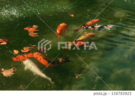 Colorful koi carp swimming in garden pond with fallen autumn leaves on water surface. Concept of ornamental fish, aquatic life and peaceful nature scene Colorful koi carp swimming in garden pond with fallen autumn leaves on water surface. Concept of ornamental fish, aquatic life and peaceful nature scene 138783925