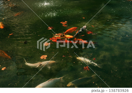 Colorful koi carp swimming in garden pond with fallen autumn leaves on water surface. Concept of ornamental fish, aquatic life and peaceful nature scene Colorful koi carp swimming in garden pond with fallen autumn leaves on water surface. Concept of ornamental fish, aquatic life and peaceful nature scene 138783926