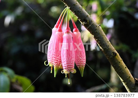 ミャンマー原産の垂れ下がって咲く桃色に赤色の網目模様の筒状の花が綺麗なアガペテス・グランディフロラ ミャンマー原産の垂れ下がって咲く桃色に赤色の網目模様の筒状の花が綺麗なアガペテス・グランディフロラ 138783977