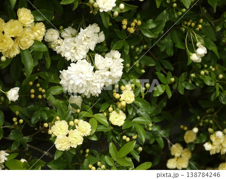 モッコウバラの花とツボミ 138784246