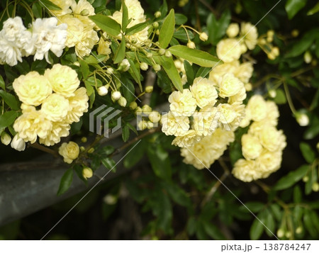 モッコウバラの花とツボミ モッコウバラの花とツボミ 138784247