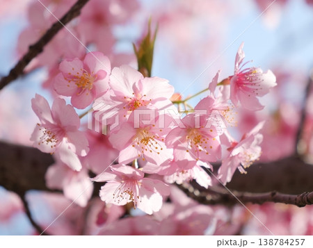 春の訪れを告げる河津桜 138784257