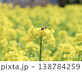 菜の花にとまるミツバチ 138784259