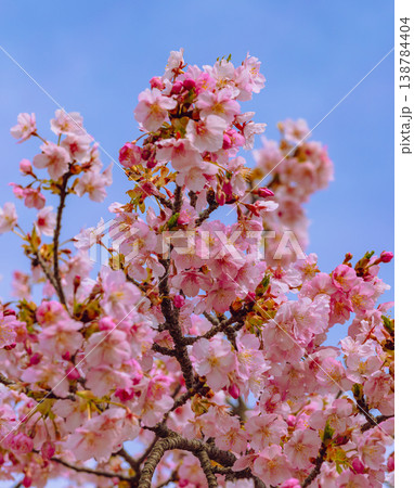 青空に映える河津桜 青空に映える河津桜 138784404