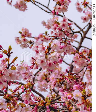 青空を背景に咲く河津桜 青空を背景に咲く河津桜 138784411
