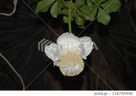 星の王子さまで知られるアフリカ原産の夜に花が開花する垂れ下がった白色の花が綺麗なアフリカバオバブ 星の王子さまで知られるアフリカ原産の夜に花が開花する垂れ下がった白色の花が綺麗なアフリカバオバブ 138784498