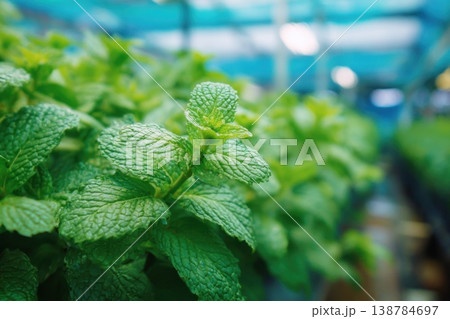 Plants of mint are seen growing in neat rows inside a greenhouse. Bright lights shine on the green leaves, and a blue cover is above them 138784697
