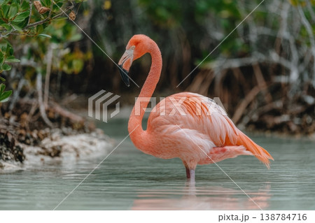 Flamingo wades through shallow water surrounded by mangrove plants during sunset. The bird displays bright feathers and a long neck 138784716
