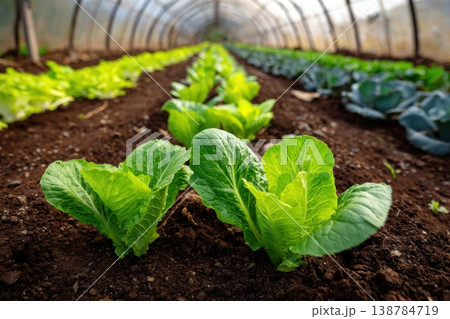 Rows of lettuce and cabbage plants grow in a greenhouse with soil ready for harvest in the morning sunlight Rows of lettuce and cabbage plants grow in a greenhouse with soil ready for harvest in the morning sunlight 138784719