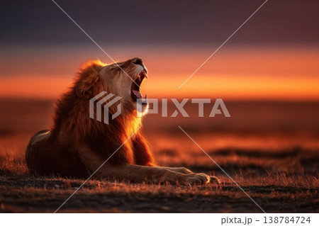A lion yawns widely as the sun sets over the savanna, resting on the grass with orange and purple hues in the sky A lion yawns widely as the sun sets over the savanna, resting on the grass with orange and purple hues in the sky 138784724