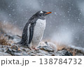 Gentoo penguin waits on the rocky shore as snow falls during a cold day in Antarctica. The penguin stands still while the wind blows 138784732